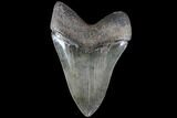 Serrated, Fossil Megalodon Tooth - Collector Quality #86679-2